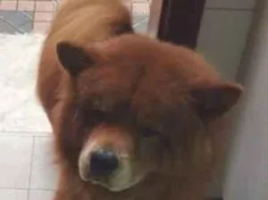 Cachorro raça SRD-ViraLata idade 1 ano nome lulf 