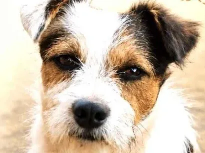 Cachorro raça SRD-ViraLata idade 1 ano nome Bruce 