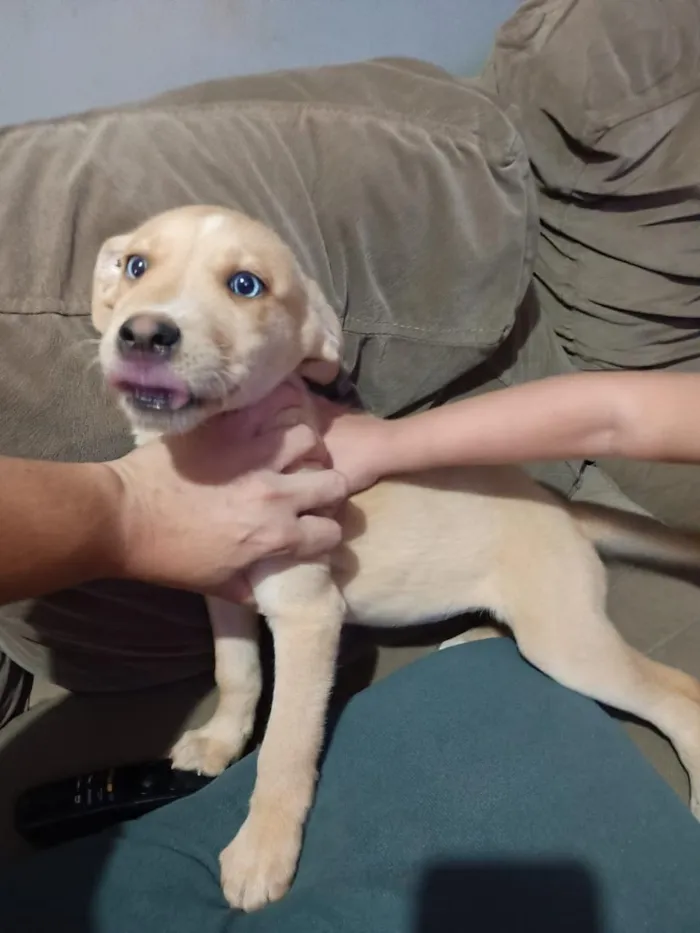 Cachorro raça SRD-ViraLata idade 2 a 6 meses nome Brincalhão 