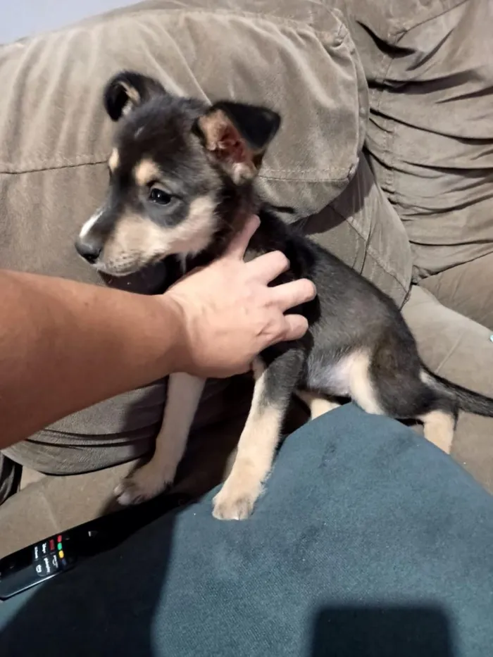Cachorro raça SRD-ViraLata idade 2 a 6 meses nome Brincalhão 