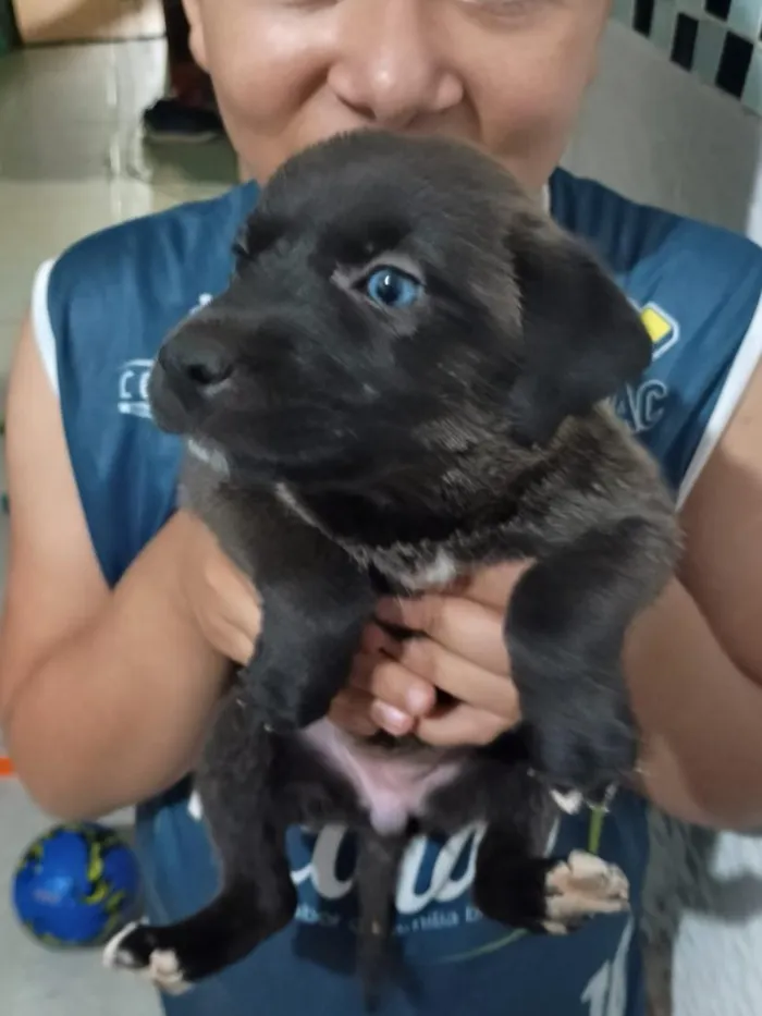 Cachorro raça SRD-ViraLata idade 2 a 6 meses nome Brincalhão 
