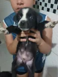 Brincalhão 