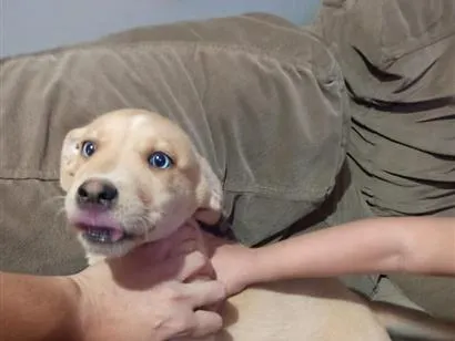 Cachorro raça SRD-ViraLata idade 2 a 6 meses nome Brincalhão 