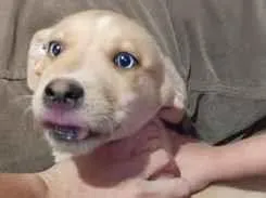 Cachorro raça SRD-ViraLata idade 2 a 6 meses nome Brincalhão 