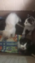 2 gatinhos 