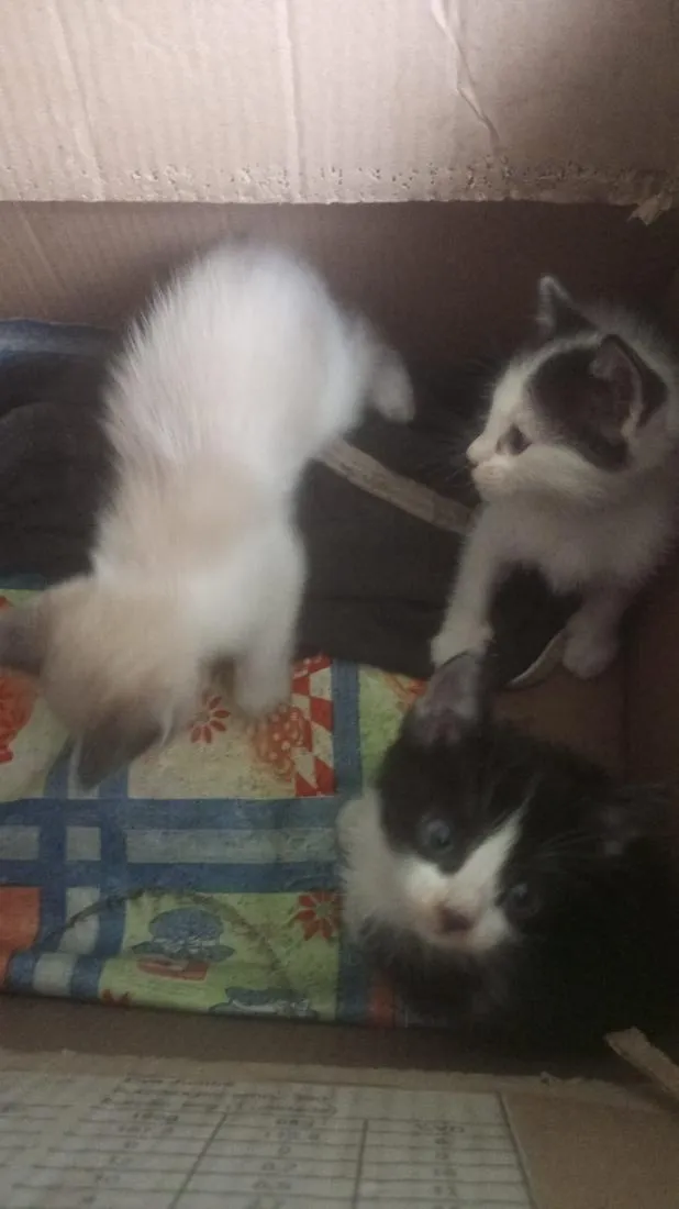 Gato raça SRD-ViraLata idade 2 a 6 meses nome 2 gatinhos 