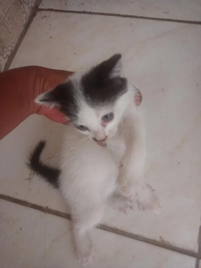 Gato raça SRD-ViraLata idade 2 a 6 meses nome 2 gatinhos 