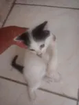 2 gatinhos