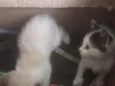 2 gatinhos