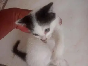 Gato raça SRD-ViraLata idade 2 a 6 meses nome 2 gatinhos 