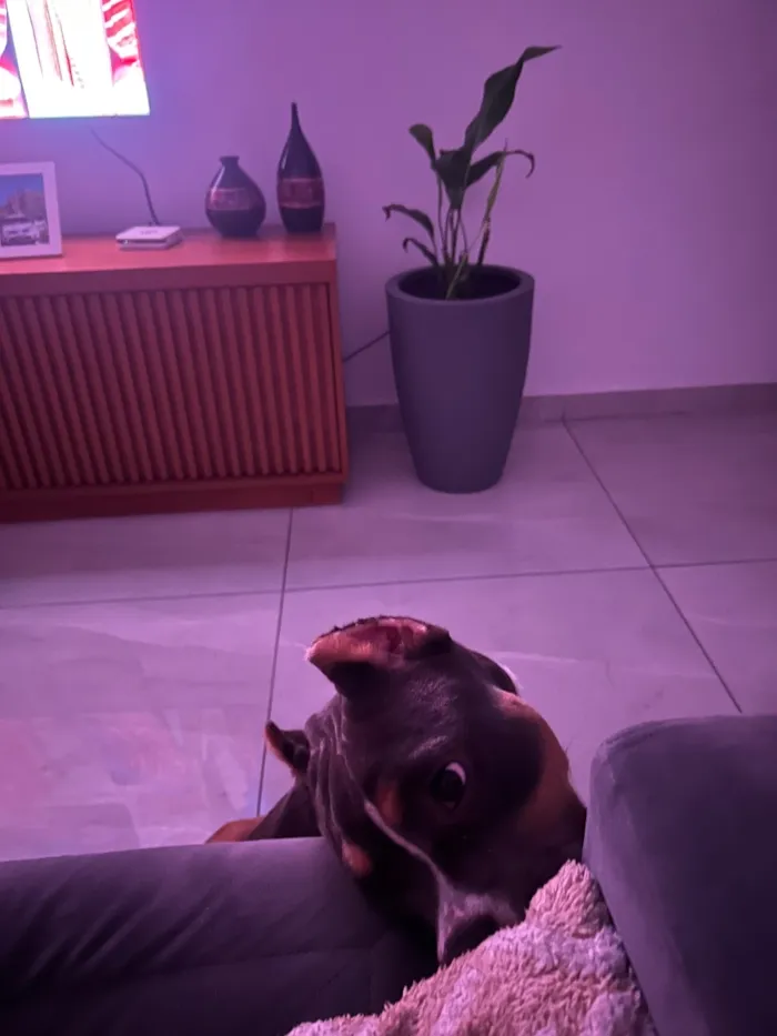 Cachorro raça Pit-Bull idade 7 a 11 meses nome Ragnar