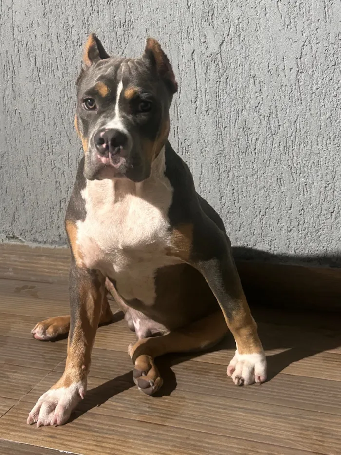 Cachorro raça Pit-Bull idade 7 a 11 meses nome Ragnar