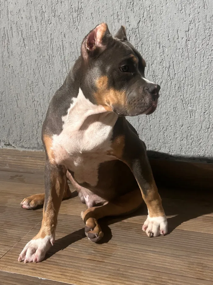 Cachorro raça Pit-Bull idade 7 a 11 meses nome Ragnar