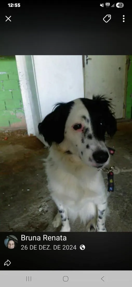 Cachorro raça SRD-ViraLata idade 2 anos nome Dorinha