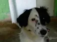 Dorinha