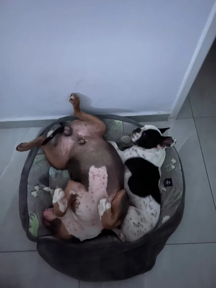 Cachorro raça Pit-Bull idade 7 a 11 meses nome Ragnar