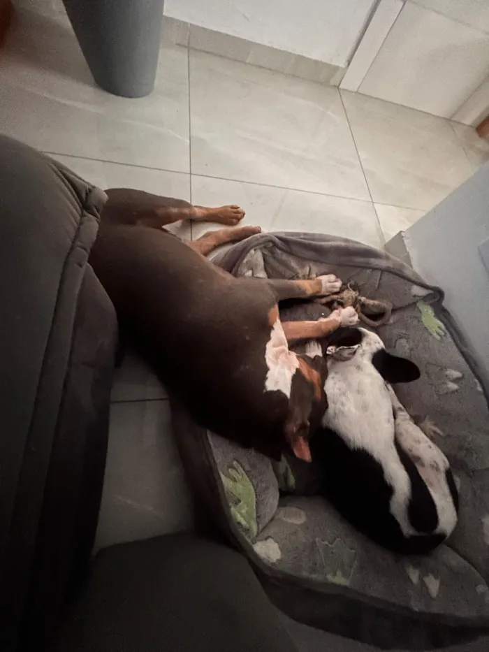 Cachorro raça Pit-Bull idade 7 a 11 meses nome Ragnar