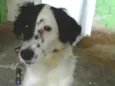 Dorinha