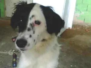 Cachorro raça SRD-ViraLata idade 2 anos nome Dorinha