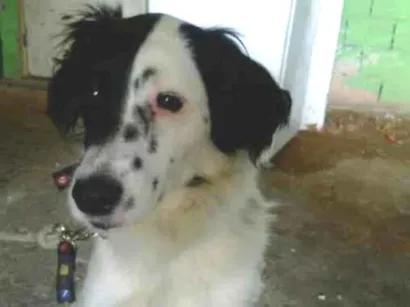 Cachorro raça SRD-ViraLata idade 2 anos nome Dorinha