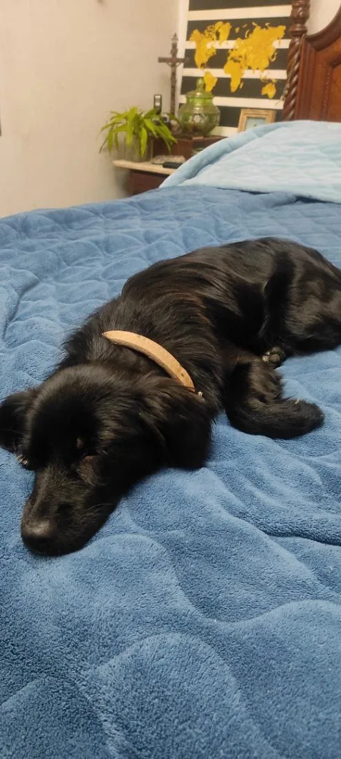 Cachorro raça SRD-ViraLata idade 1 ano nome teia 