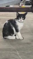 pinguço