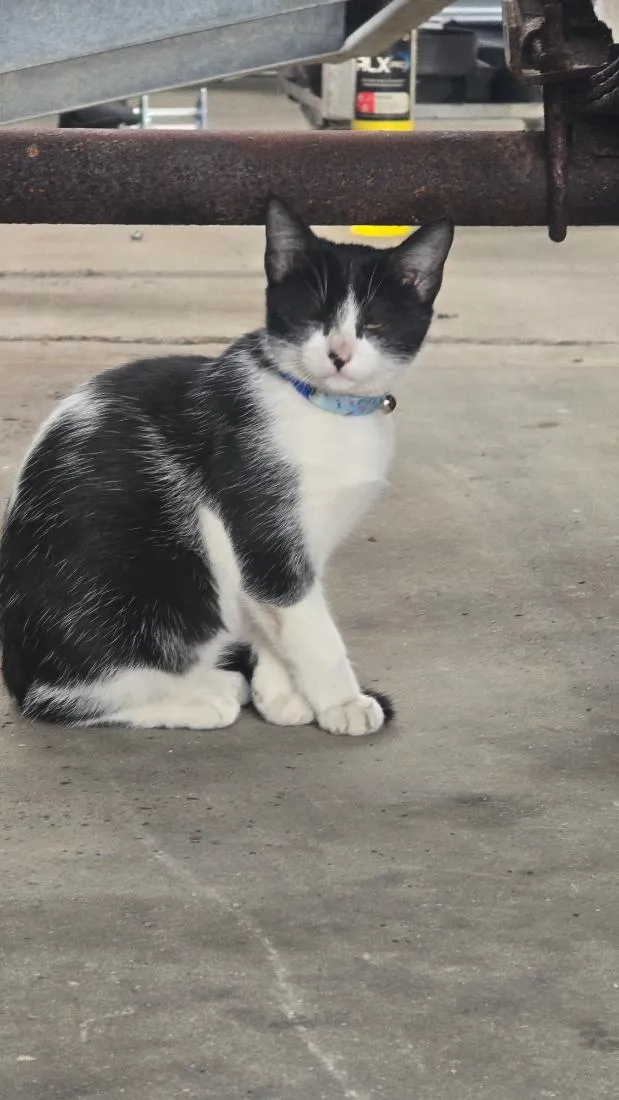 Gato raça SRD-ViraLata idade 2 a 6 meses nome pinguço 