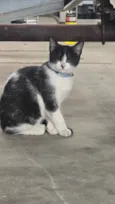 pinguço