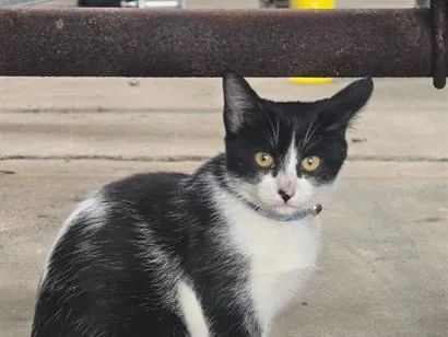 Gato raça SRD-ViraLata idade 2 a 6 meses nome pinguço 