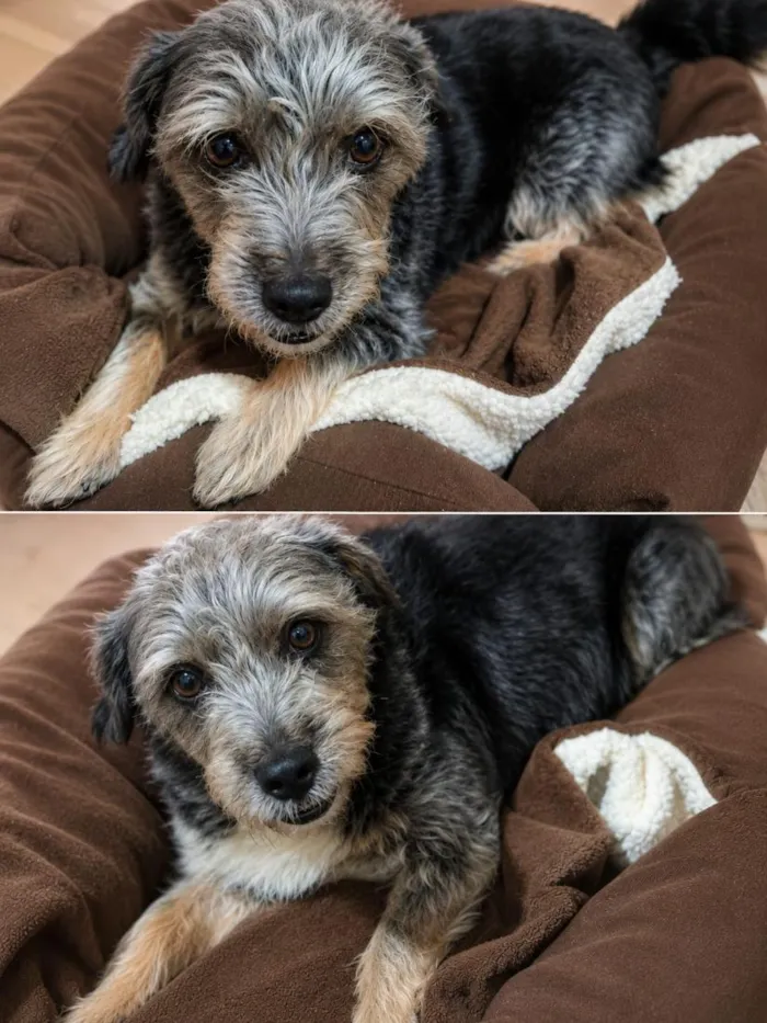 Cachorro raça SRD-ViraLata idade 6 ou mais anos nome Bolota