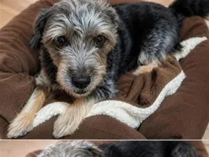 Cachorro raça SRD-ViraLata idade 6 ou mais anos nome Bolota