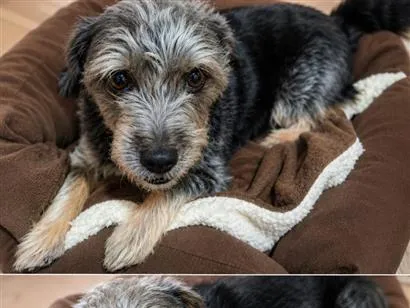 Cachorro raça SRD-ViraLata idade 6 ou mais anos nome Bolota