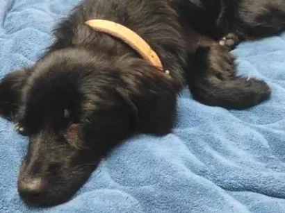 Cachorro raça SRD-ViraLata idade 1 ano nome teia 