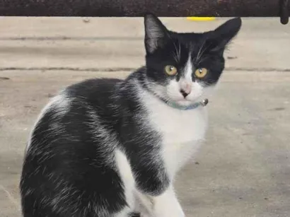 Gato raça SRD-ViraLata idade 2 a 6 meses nome pinguço 