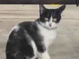 pinguço