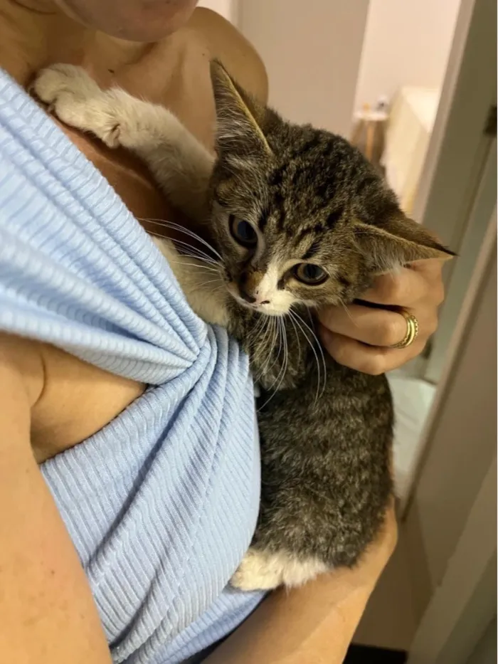 Gato raça SRD-ViraLata idade Abaixo de 2 meses nome Nino 