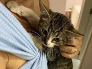 Gato raça SRD-ViraLata idade Abaixo de 2 meses nome Nino 