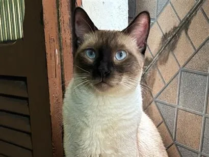 Gato raça Siamês idade 2 a 6 meses nome Luke