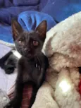 gatinho
