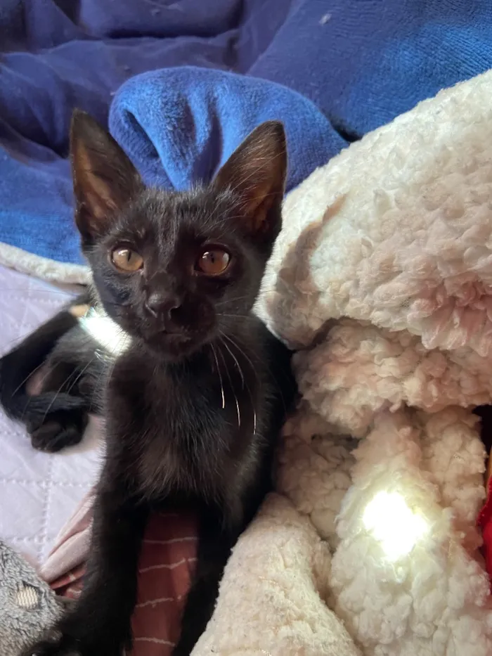 Gato raça SRD-ViraLata idade 2 a 6 meses nome gatinho