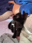 gatinho