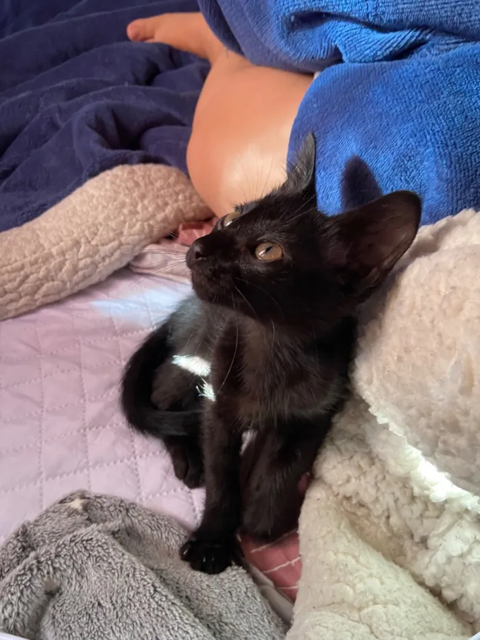 Gato raça SRD-ViraLata idade 2 a 6 meses nome gatinho