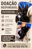 gatinho
