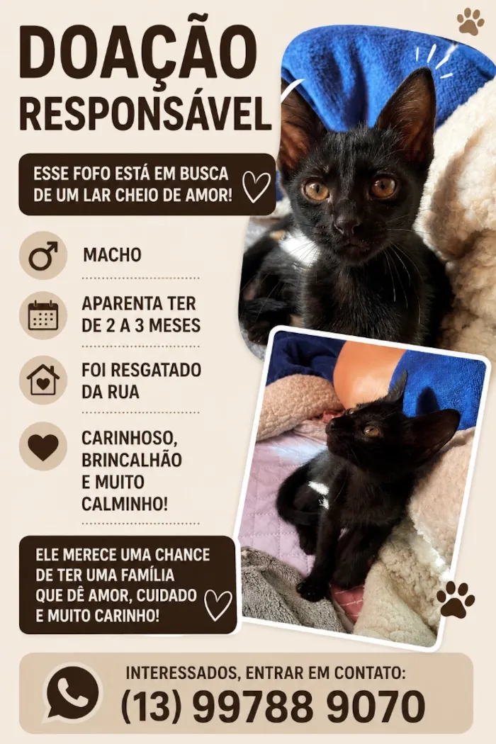 Gato raça SRD-ViraLata idade 2 a 6 meses nome gatinho