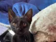 gatinho