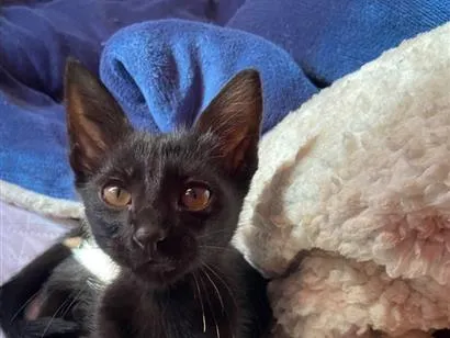 Gato raça SRD-ViraLata idade 2 a 6 meses nome gatinho