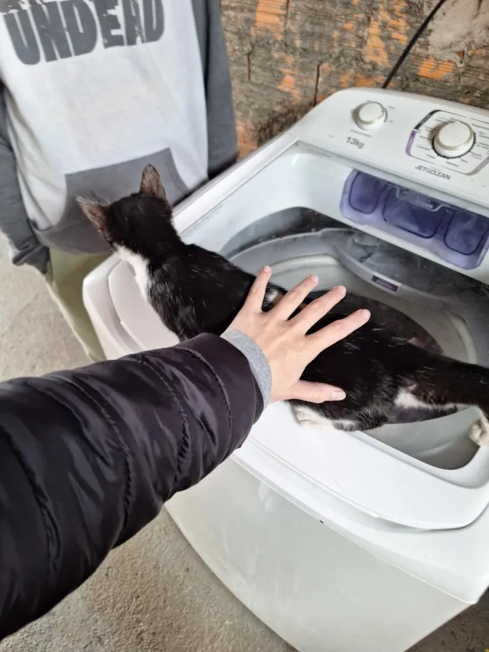 Gato raça SRD-ViraLata idade 2 a 6 meses nome sem nome