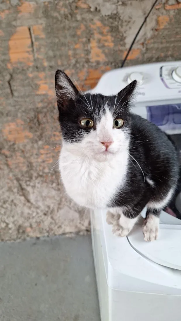 Gato raça SRD-ViraLata idade 2 a 6 meses nome sem nome