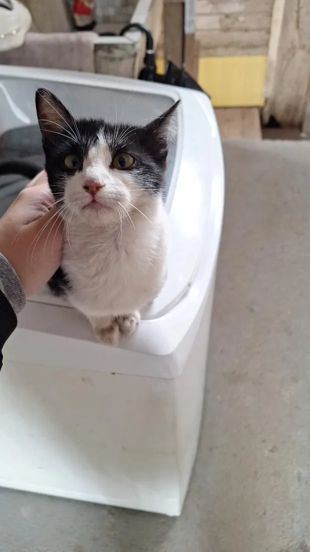 Gato raça SRD-ViraLata idade 2 a 6 meses nome sem nome