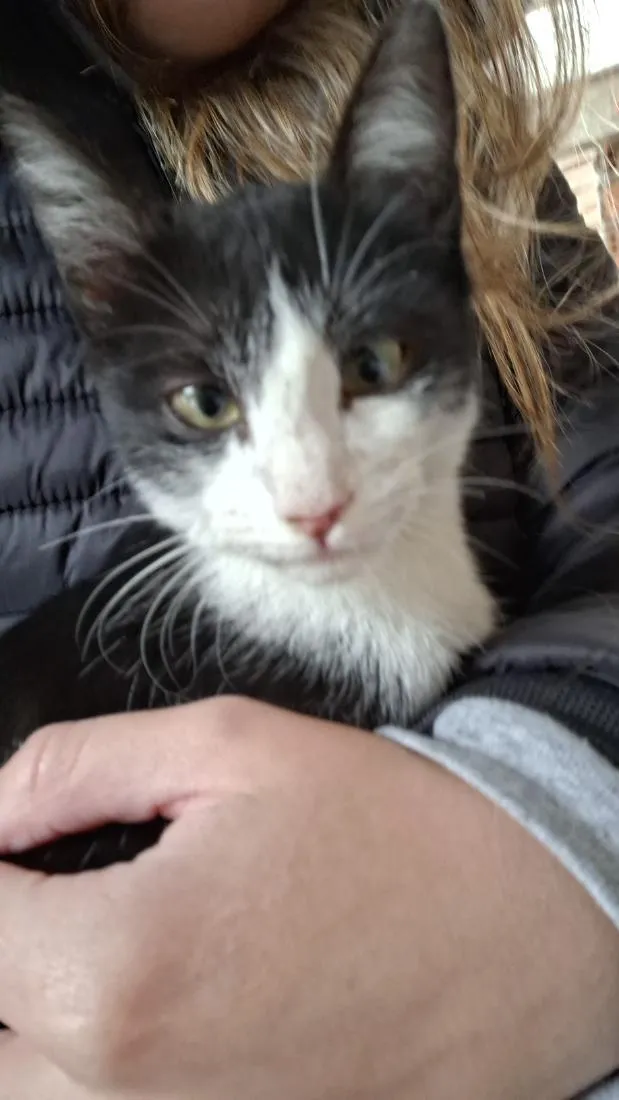 Gato raça SRD-ViraLata idade 2 a 6 meses nome sem nome